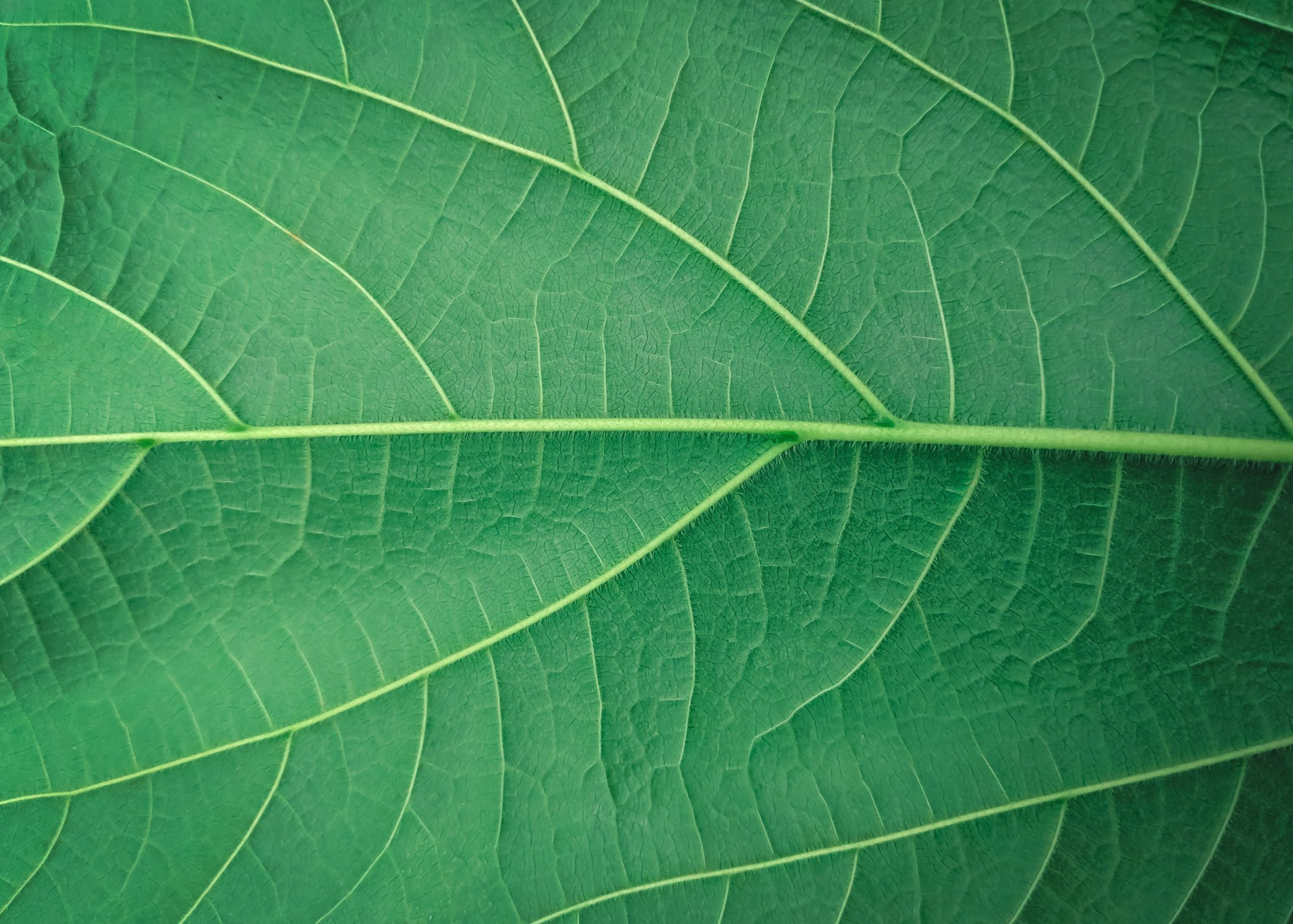 poliésteres biobasados